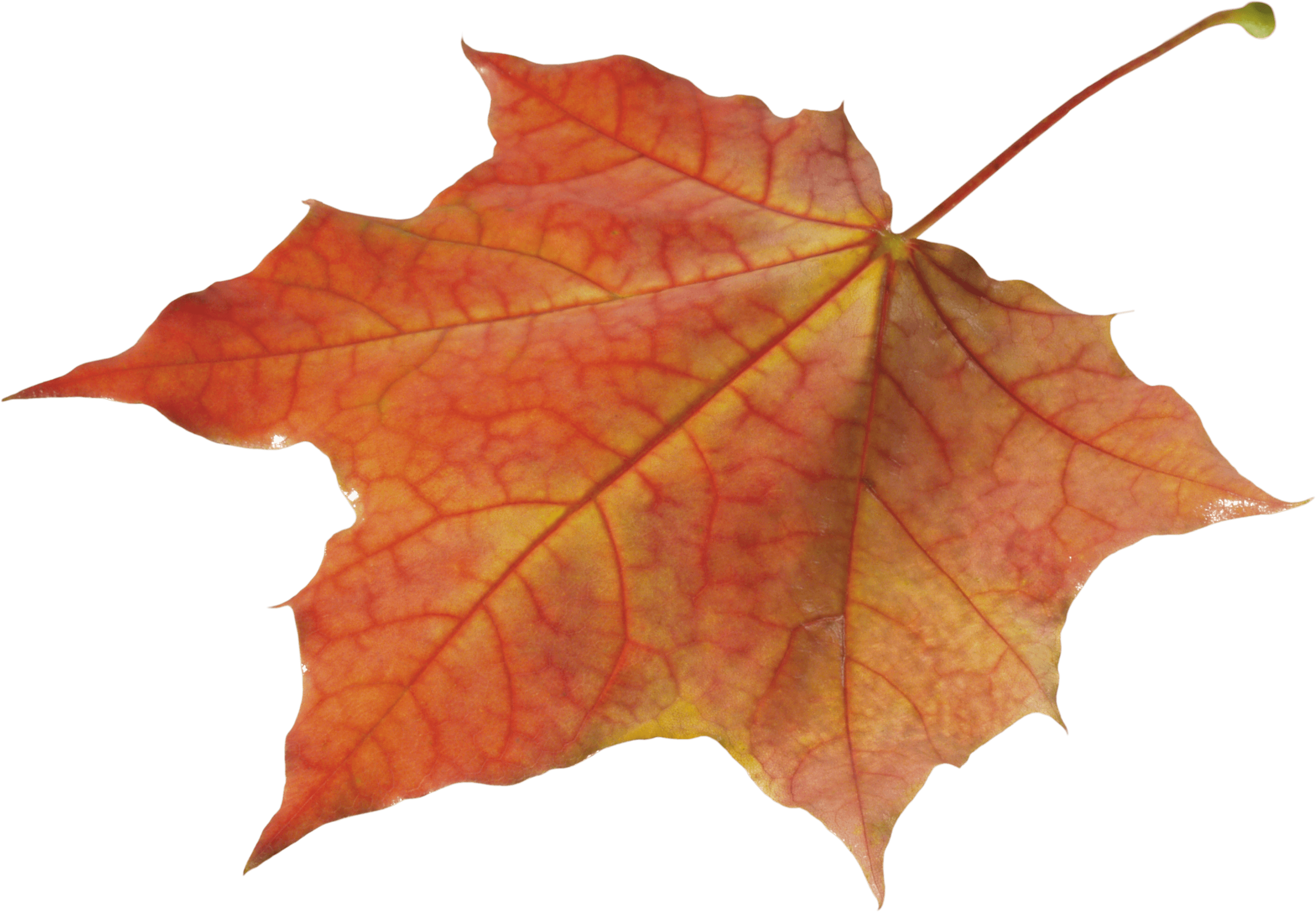 Autumn Png Leaf PNG Image