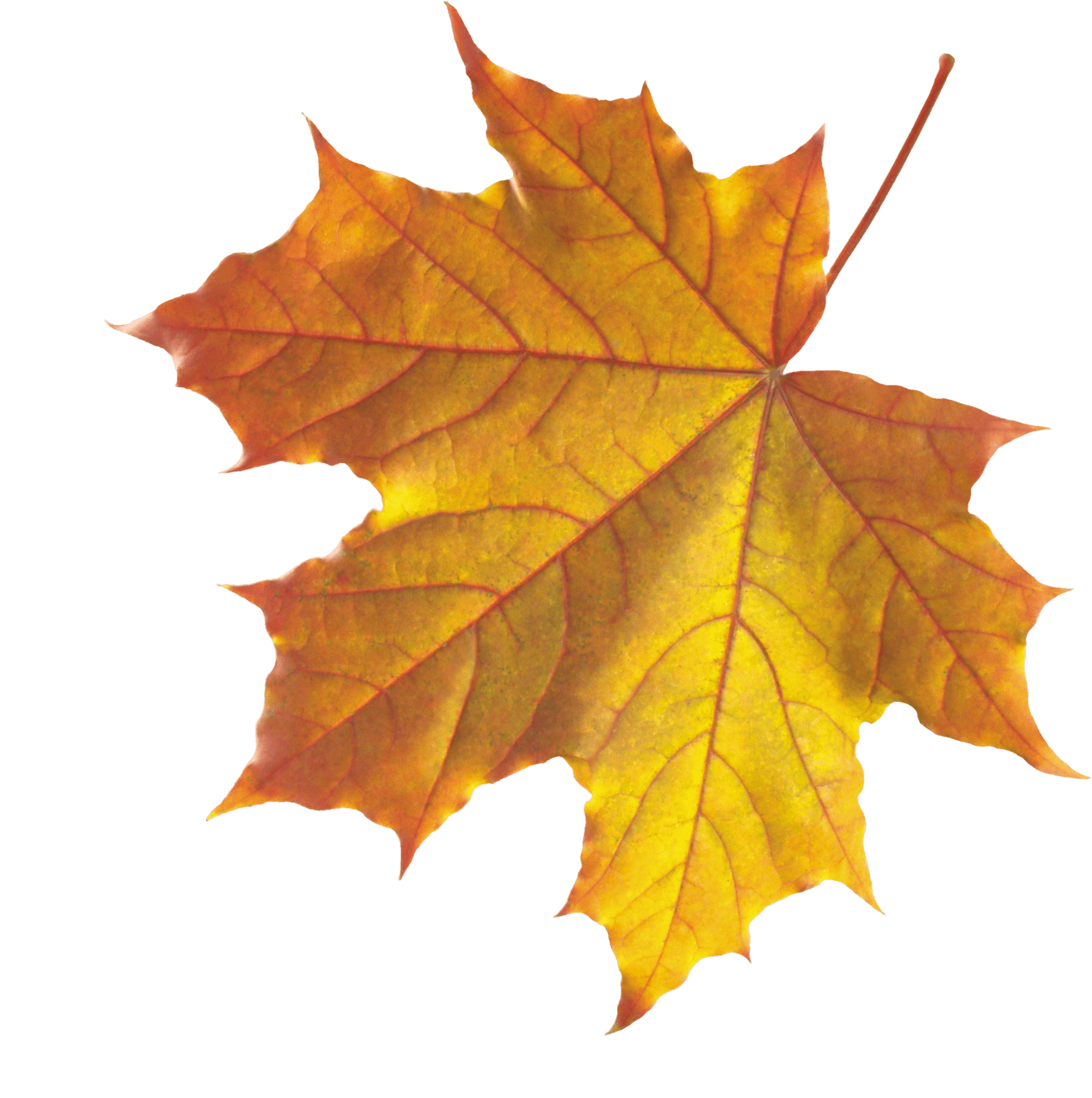 Autumn Png Leaf PNG Image