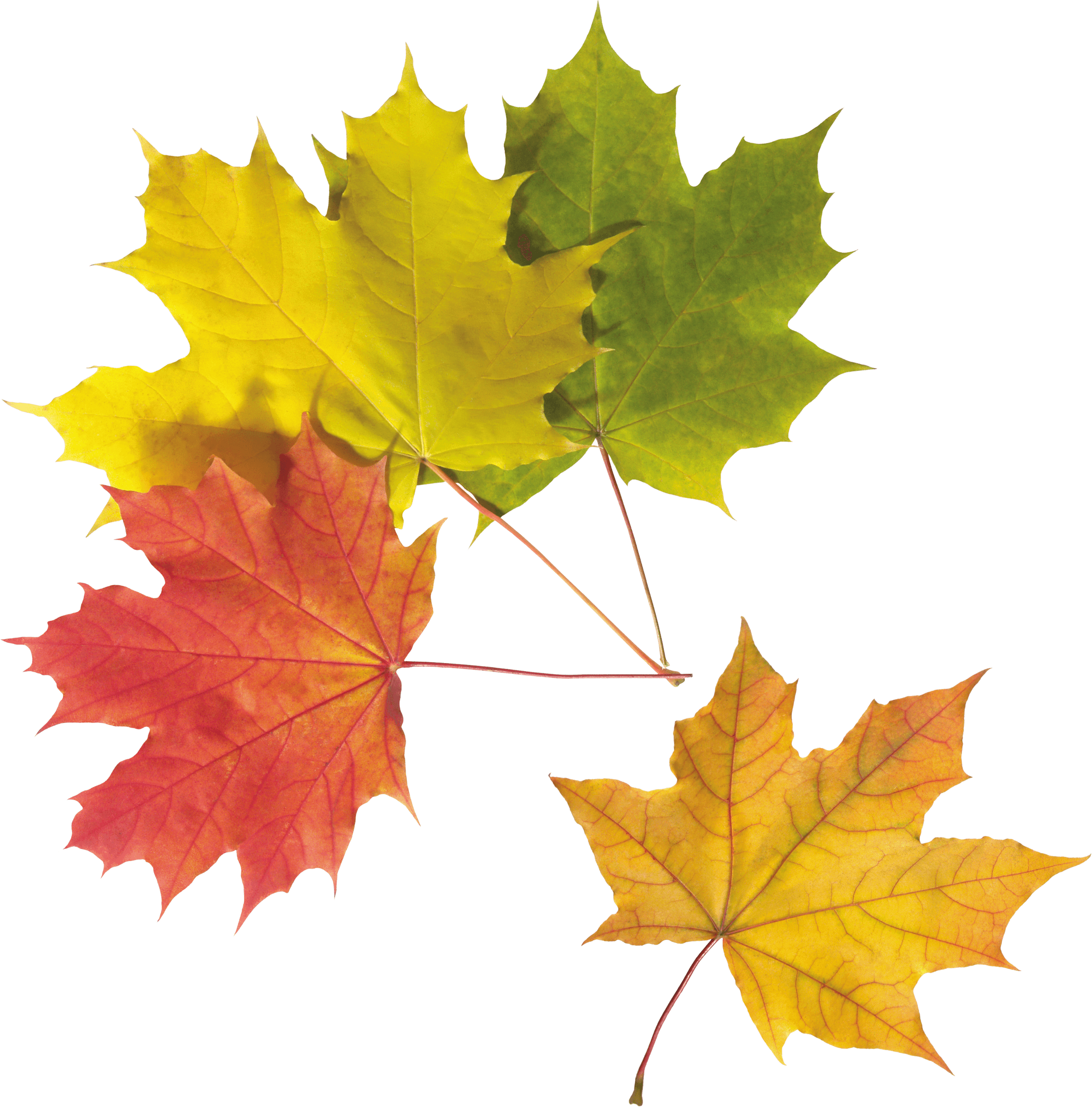 Autumn Png Leaf PNG Image