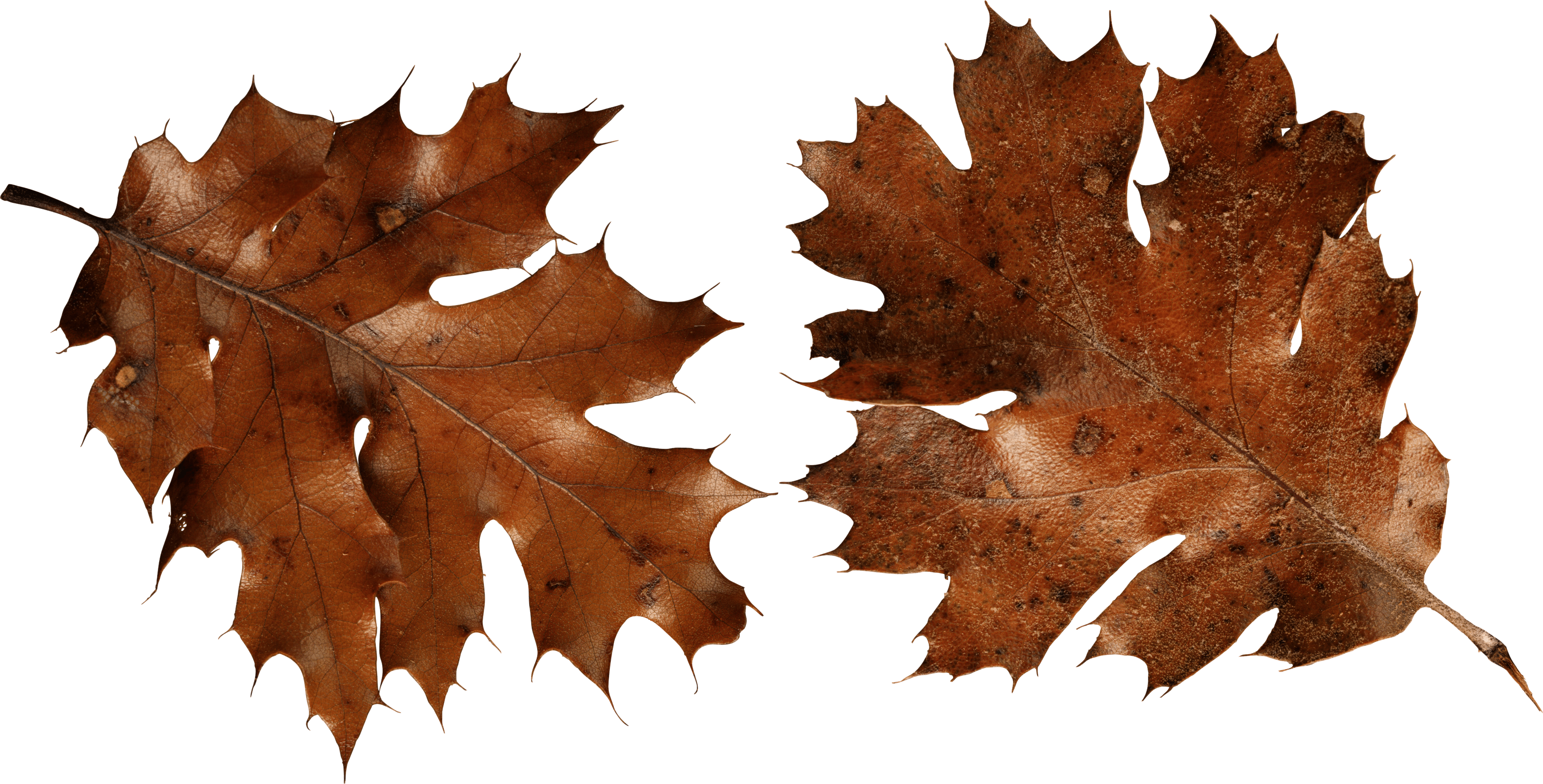 Autumn Png Leaf PNG Image