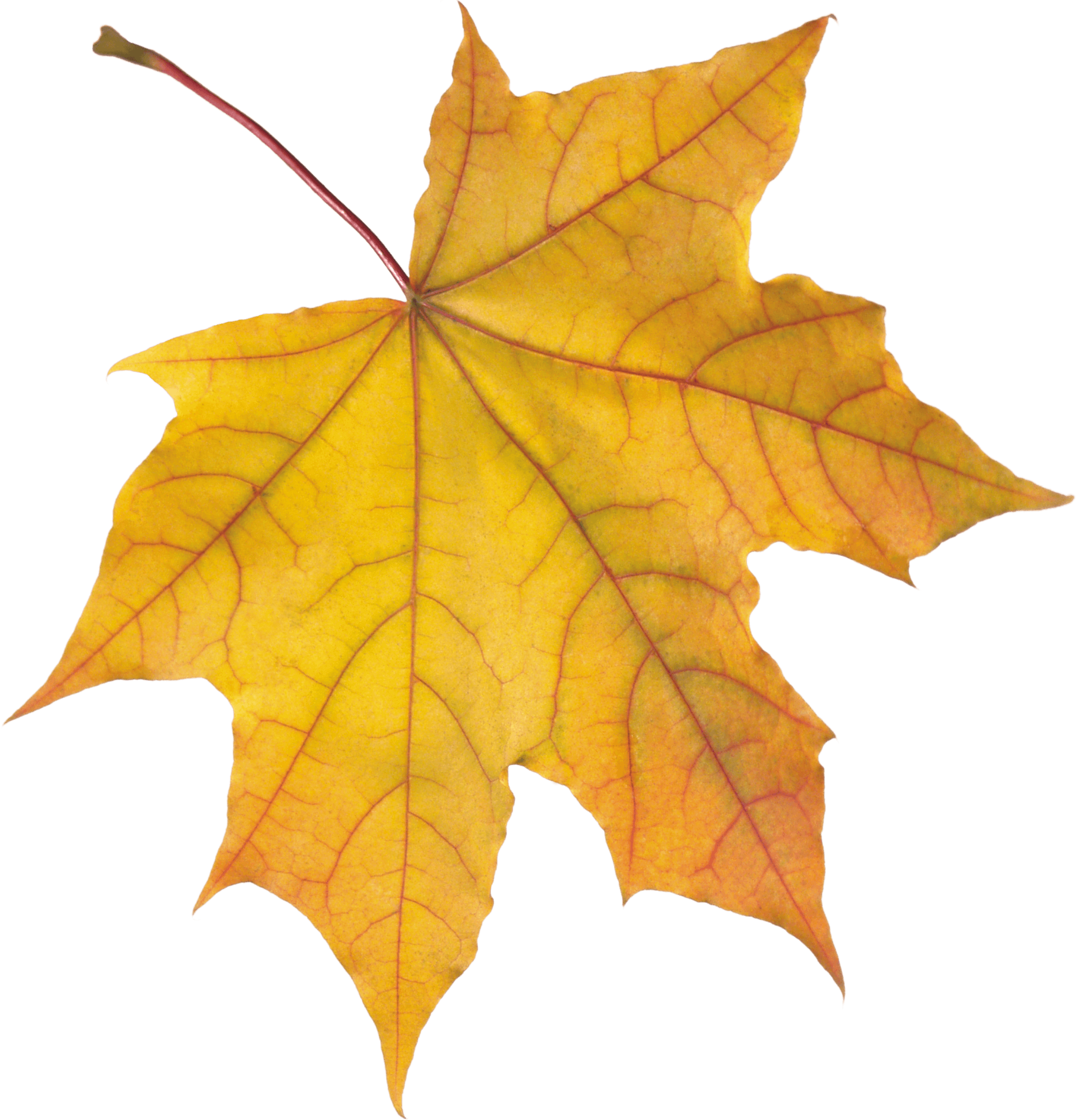 Autumn Png Leaf PNG Image