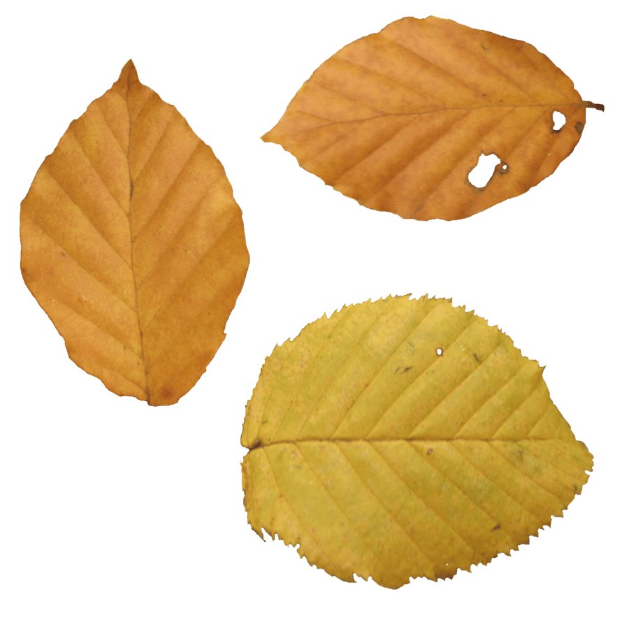 Autumn Png Leaf PNG Image