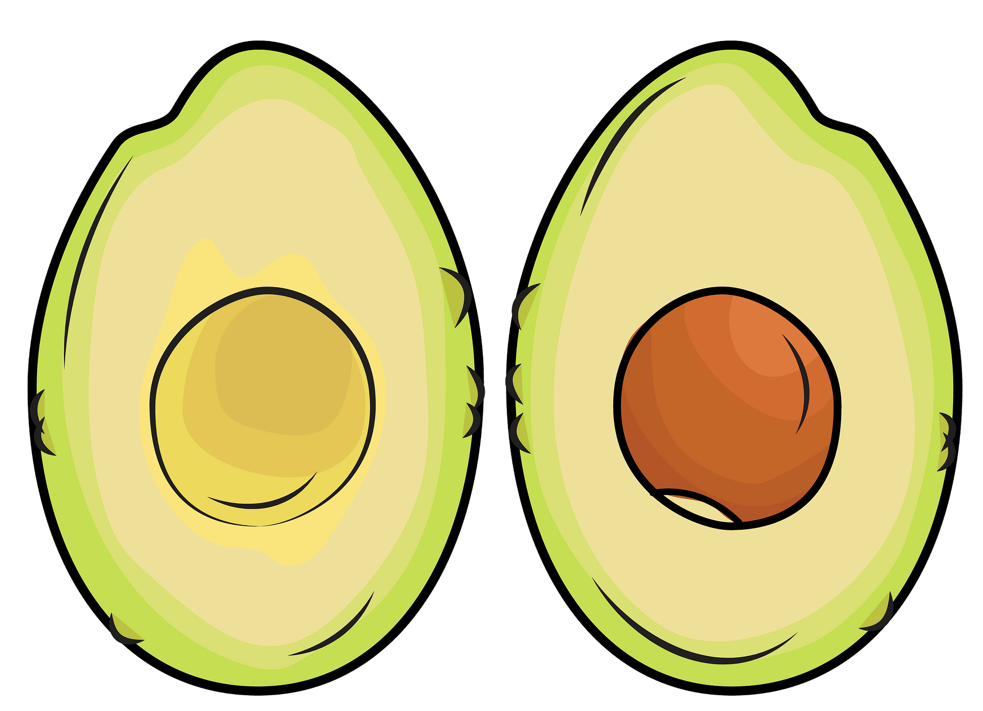 Vector Avocado Download HQ PNG Image