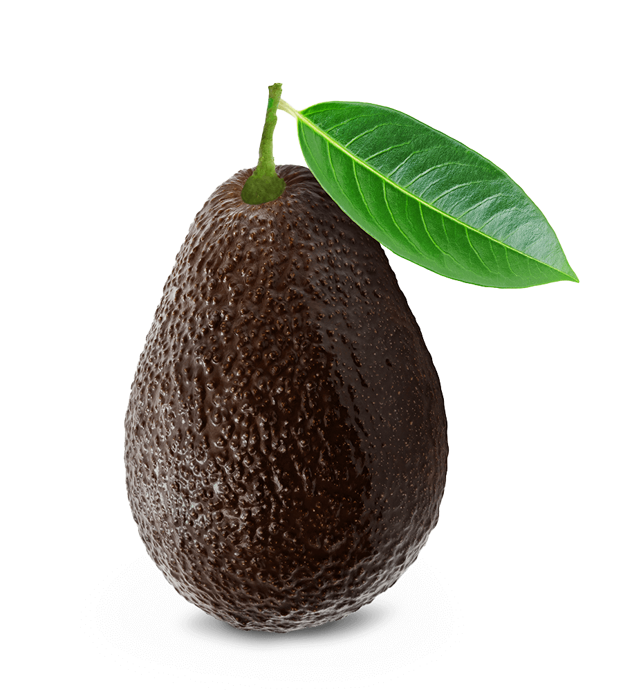 Avocado PNG Image High Quality PNG Image