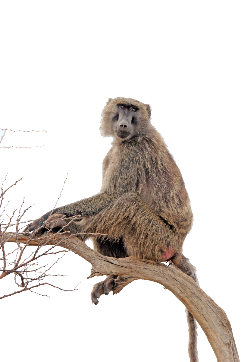 Baboon Transparent PNG Image