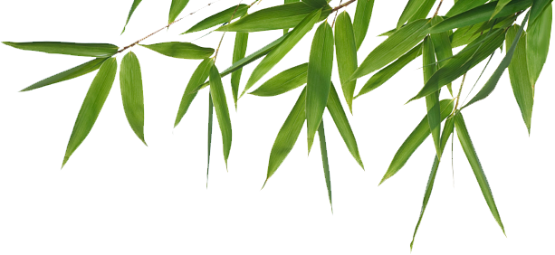 Bamboo Free Png Image PNG Image