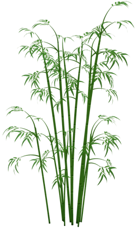 Bamboo Png PNG Image