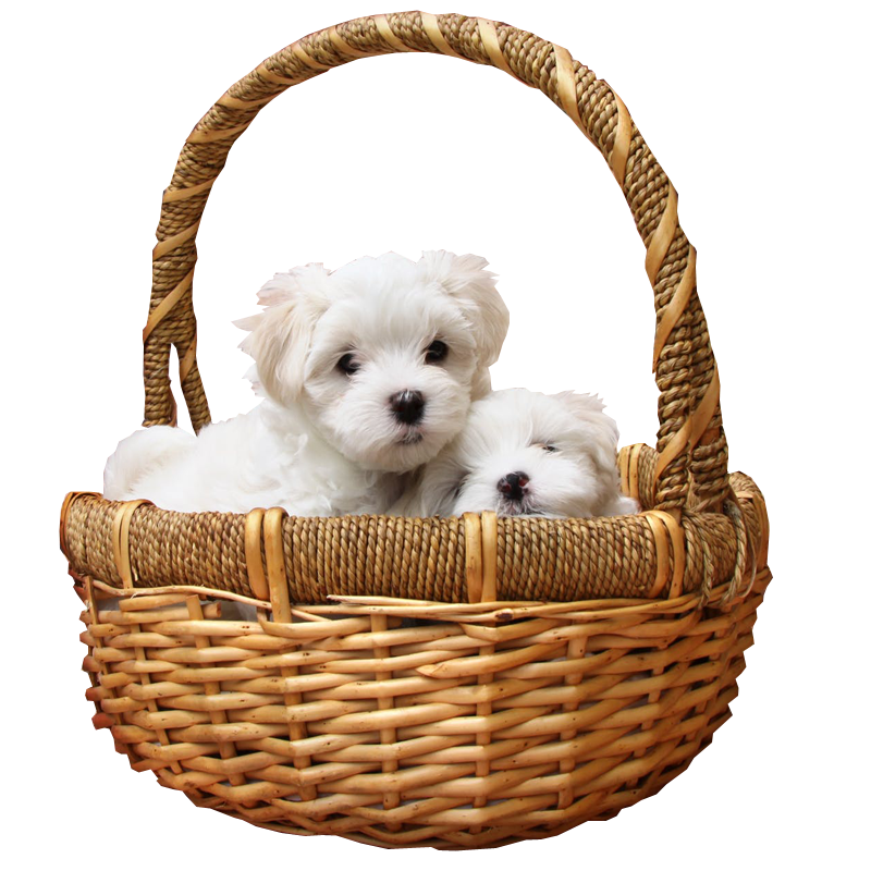 Basket PNG Free Photo PNG Image