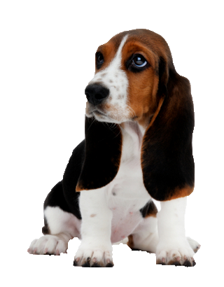 Basset Hound Png Image PNG Image