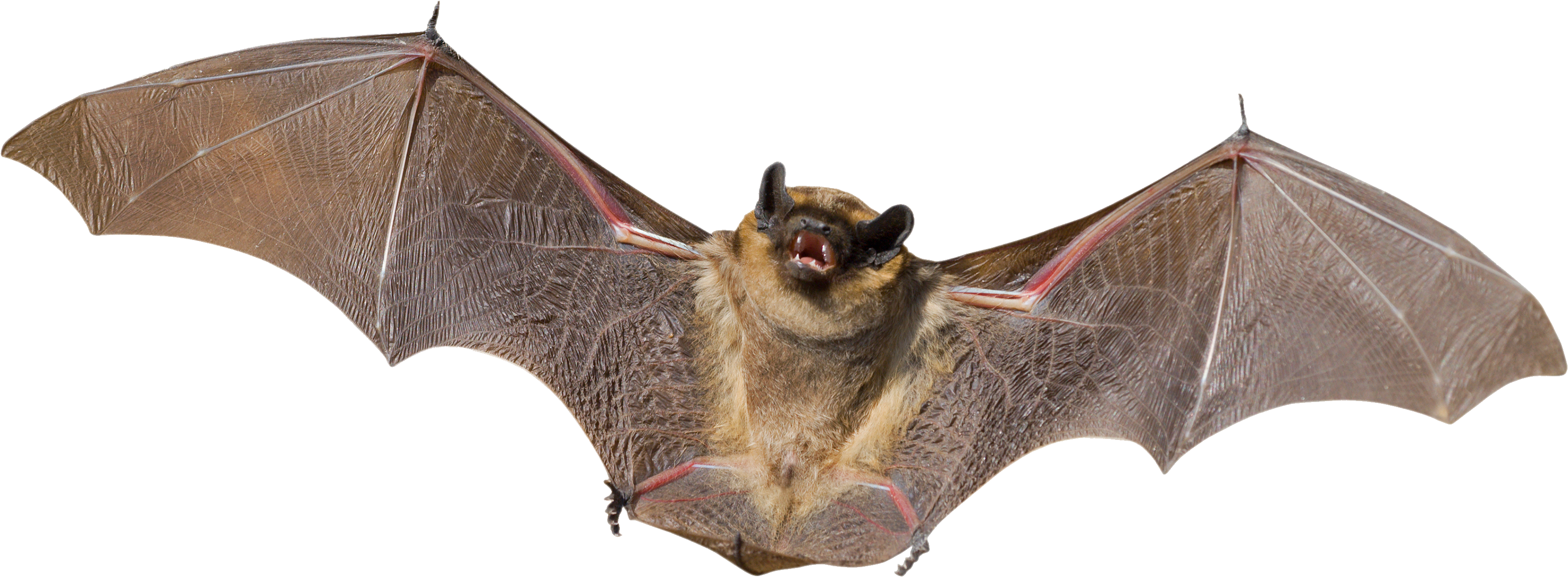 Bat Wings Download HQ PNG Image