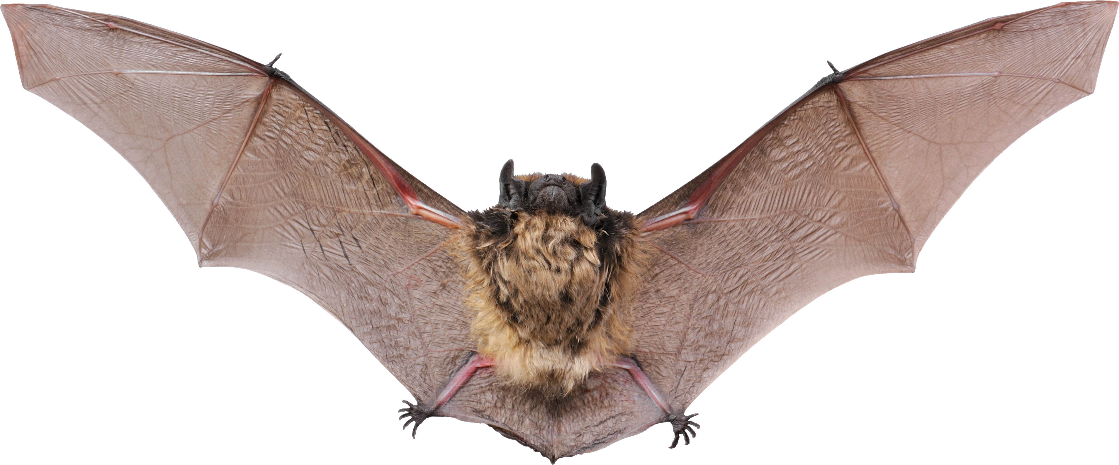 Bat Grey HD Image Free PNG Image