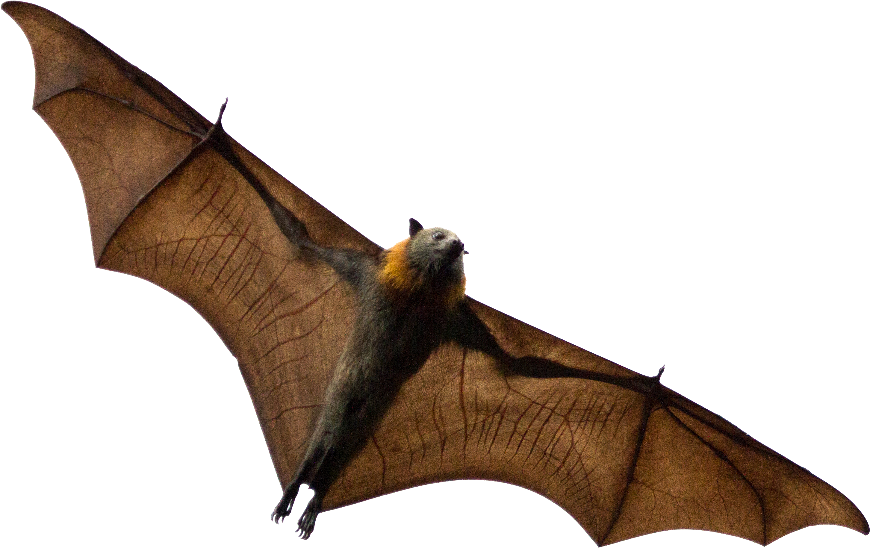 Brown Bat Free PNG HQ PNG Image