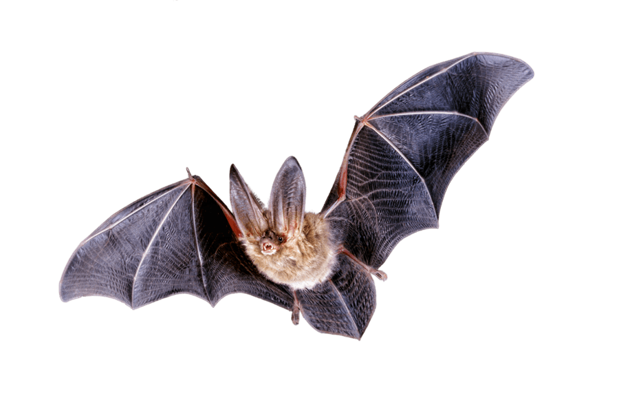 Real Bat Flying HD Image Free PNG Image