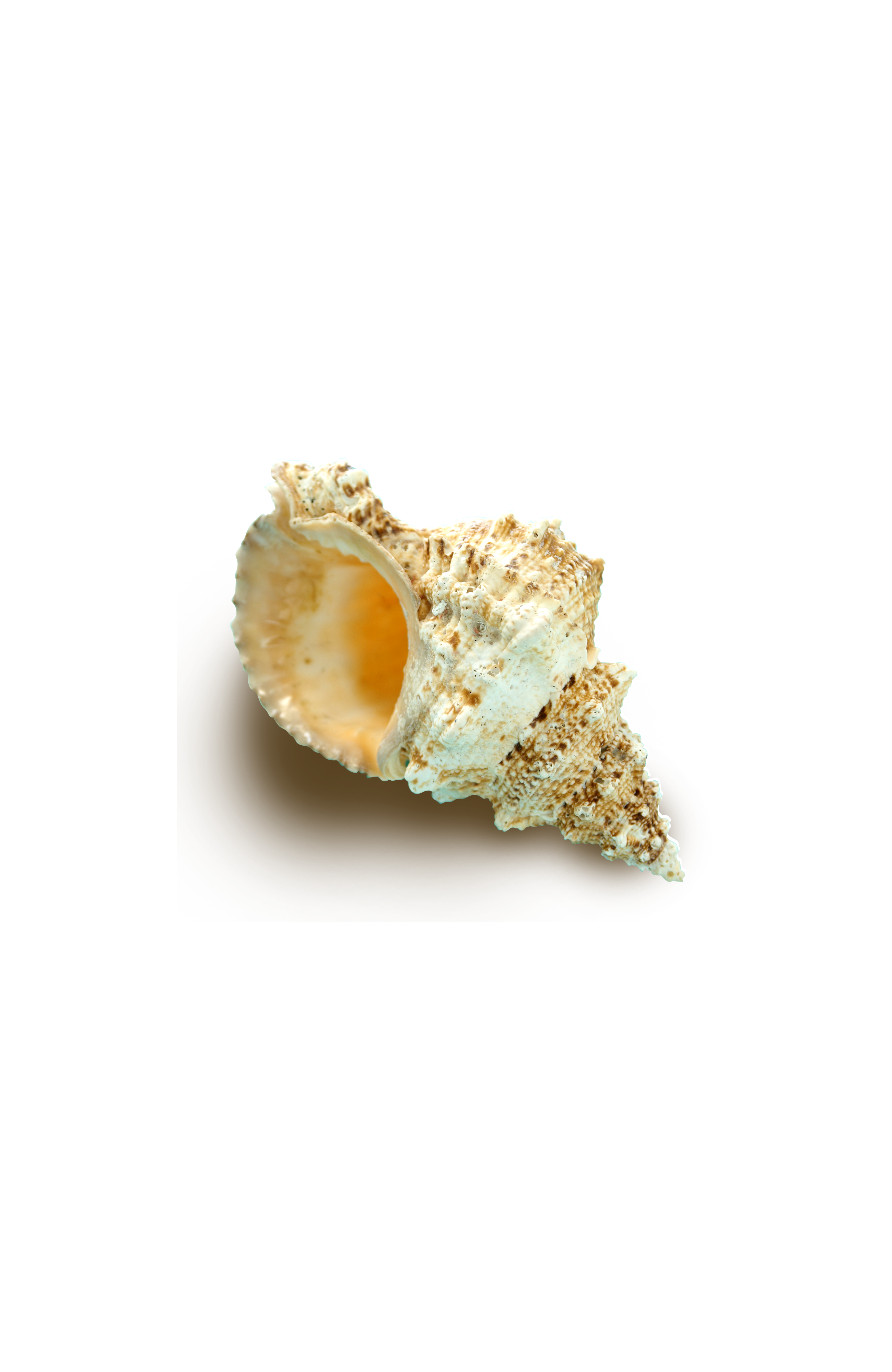 Concha Shell La Of Seashell Beach Sandy PNG Image