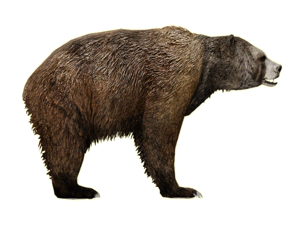 Bear Png 14 PNG Image