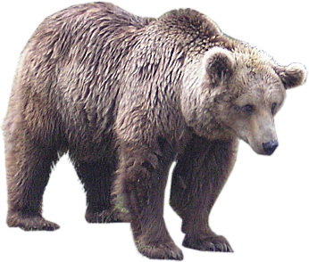 Bear Png 12 PNG Image