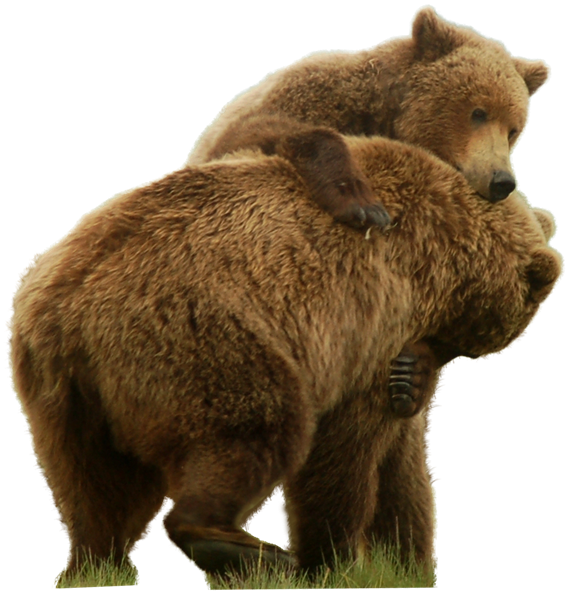 Couple Bear Free HD Image PNG Image