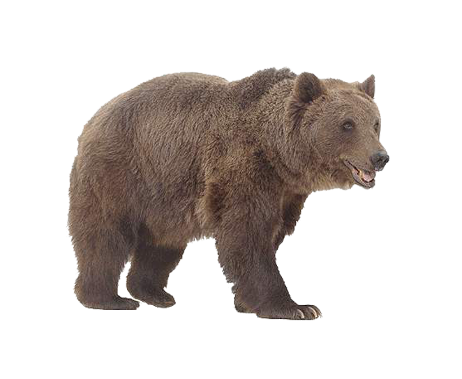 Bear Free Transparent Image HQ PNG Image