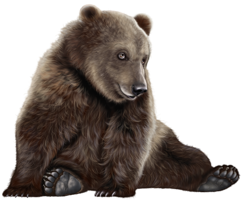 Bear Sitting Free Transparent Image HD PNG Image