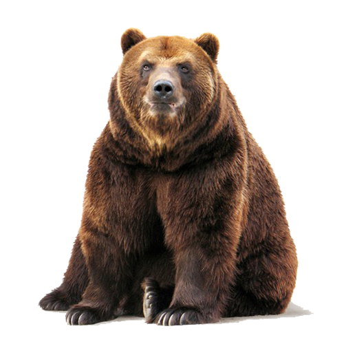 Brown Bear Free Download PNG HQ PNG Image