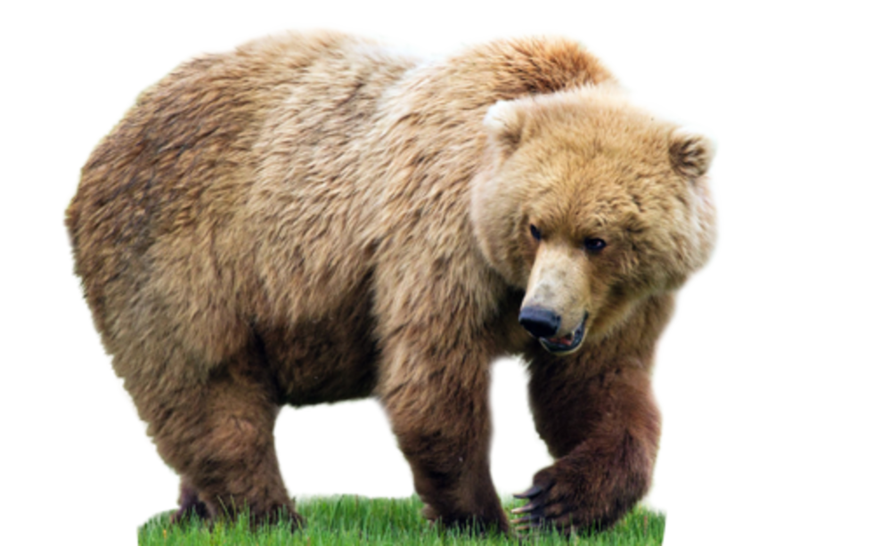 Big Bear Free Download PNG HD PNG Image