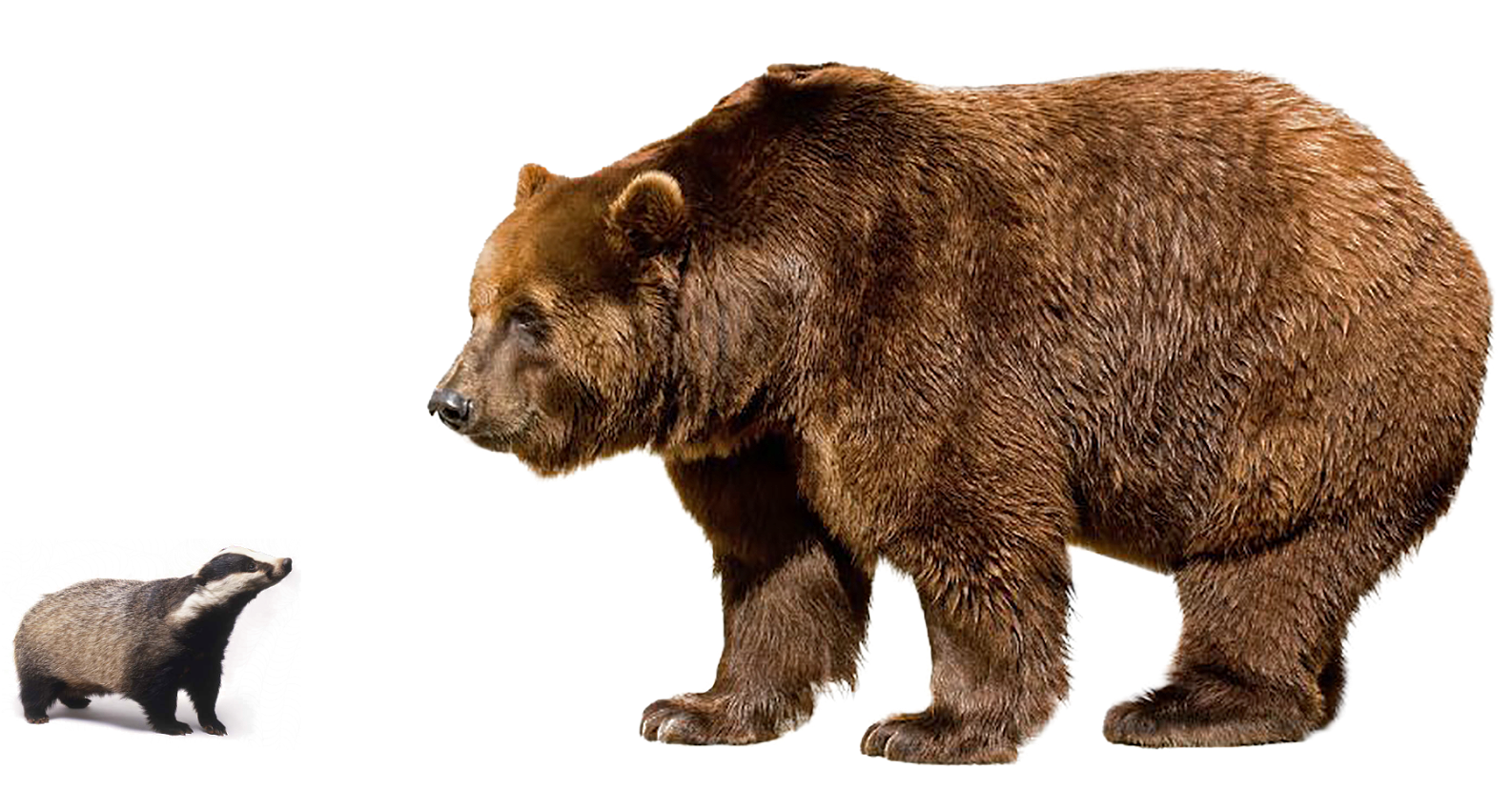 Giant Bear HD Image Free PNG Image