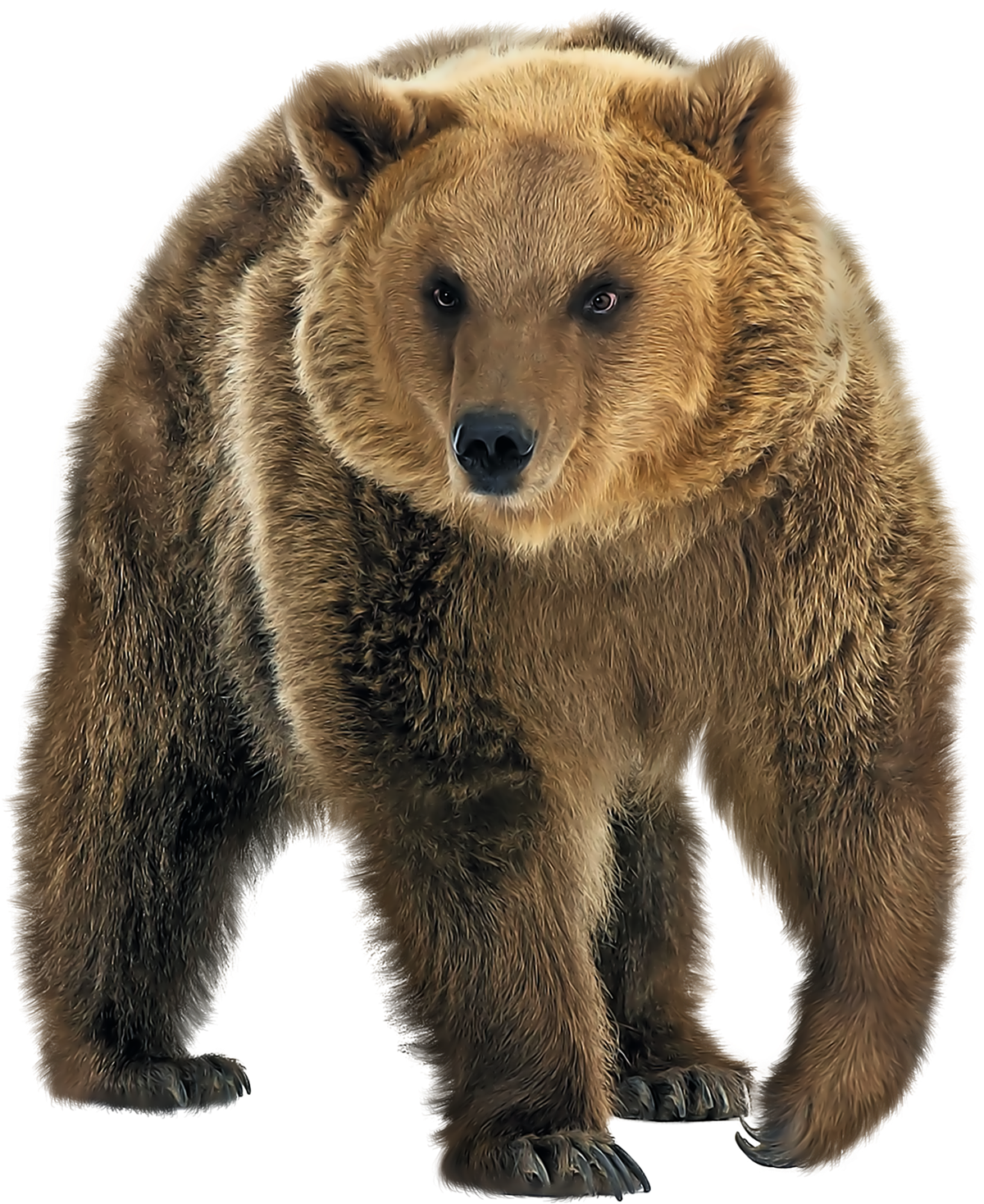 Real Brown Bear Free HD Image PNG Image