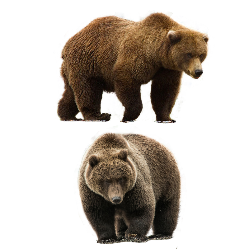 Real Bear Free Download Image PNG Image