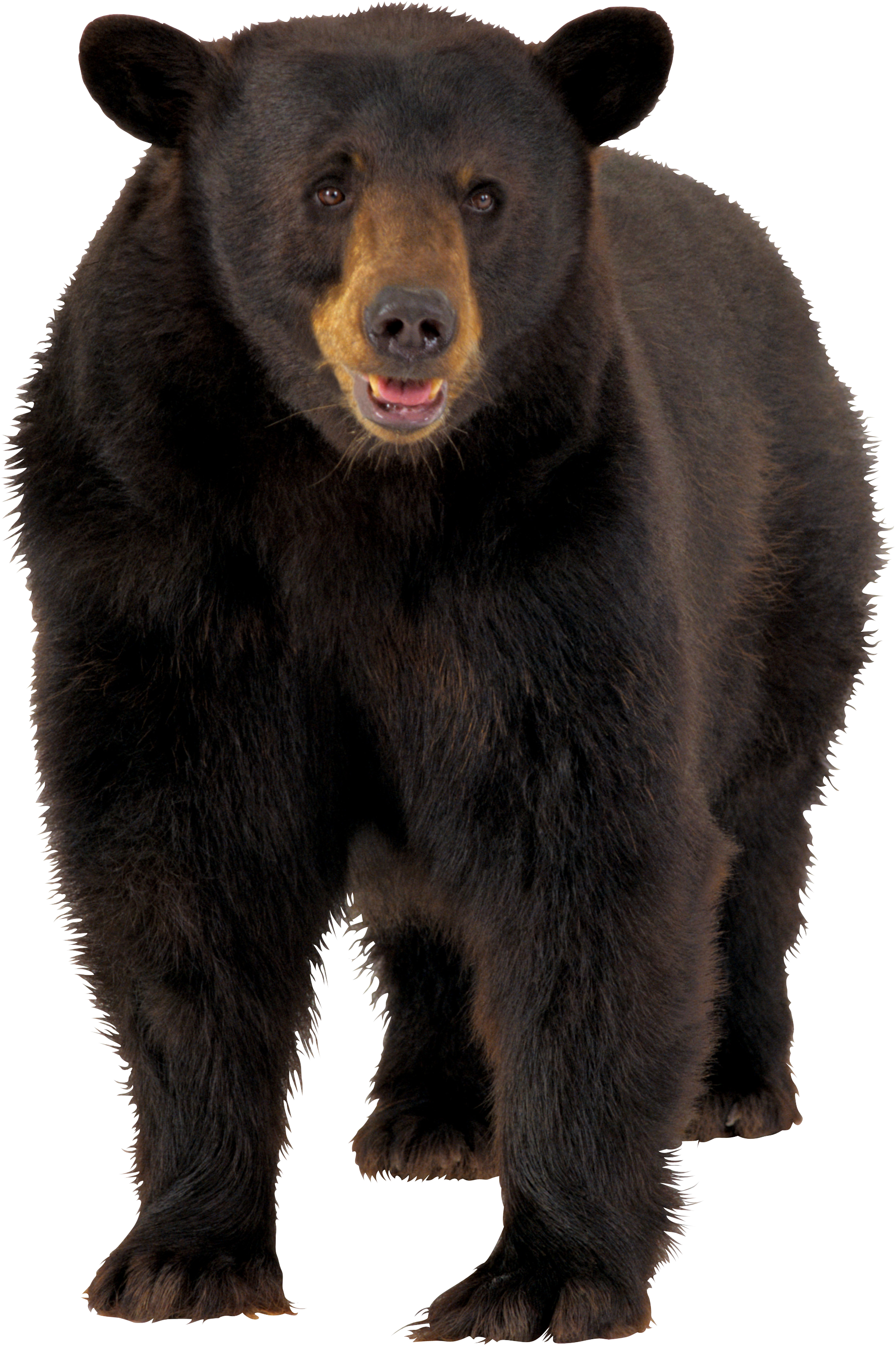 Bear Png 2 PNG Image