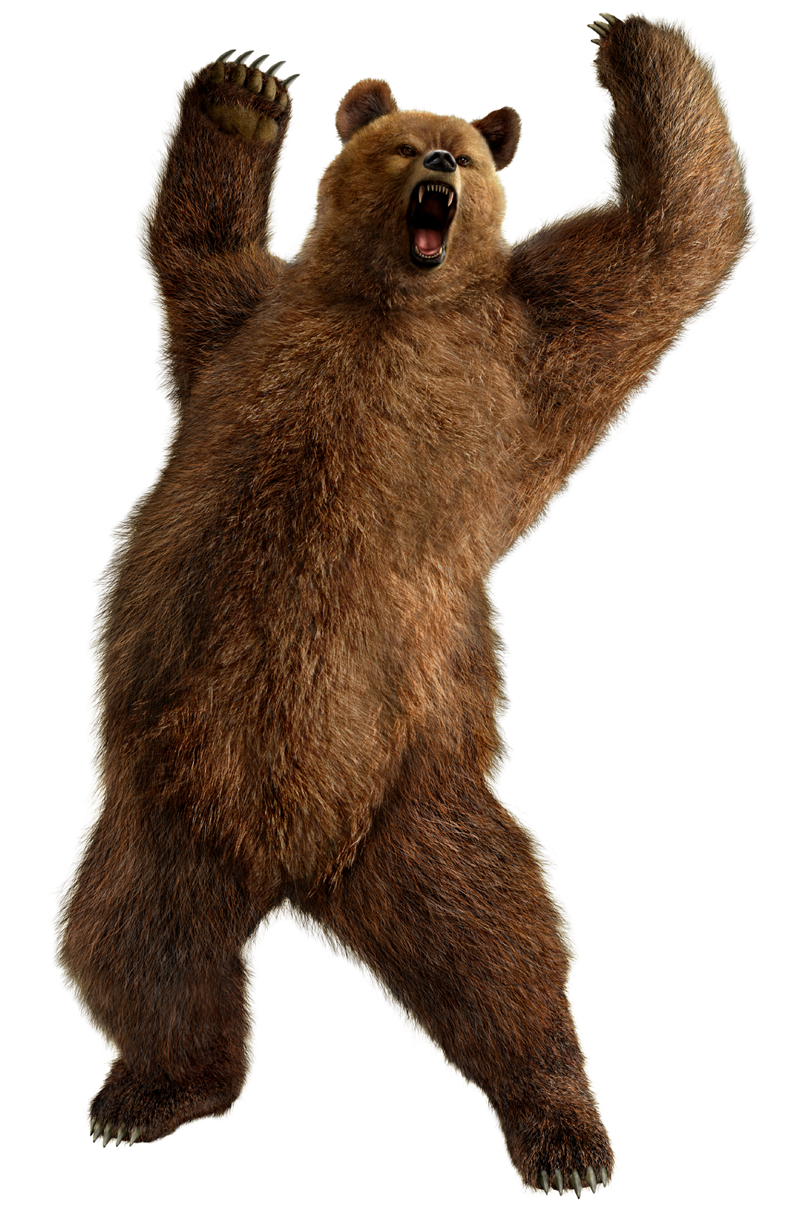 Bear Png 3 PNG Image