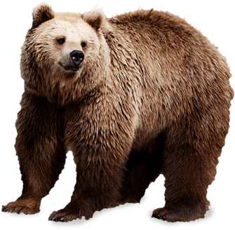 Bear Png Image PNG Image