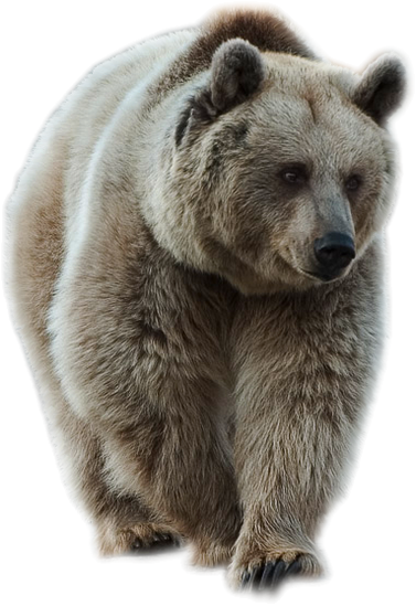 Bear Png 15 PNG Image