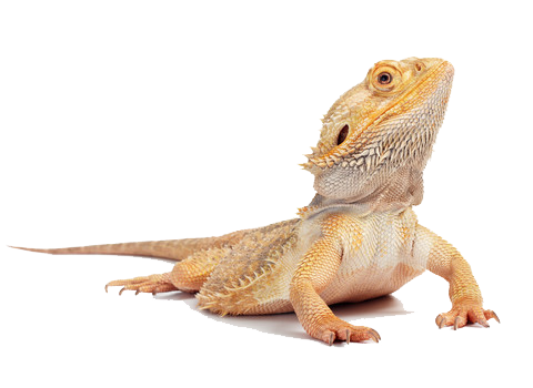 Bearded Dragon Hd PNG Image