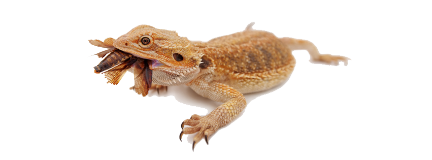 Bearded Dragon Image PNG Image