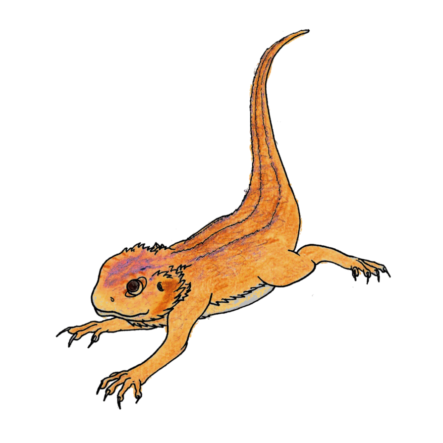 Bearded Dragon PNG Image