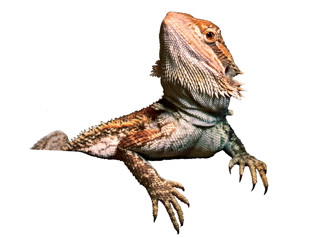 Bearded Dragon Transparent Image PNG Image