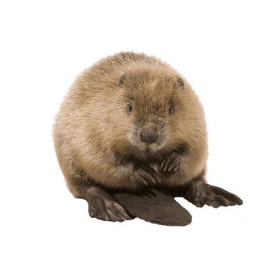 Beaver Transparent PNG Image