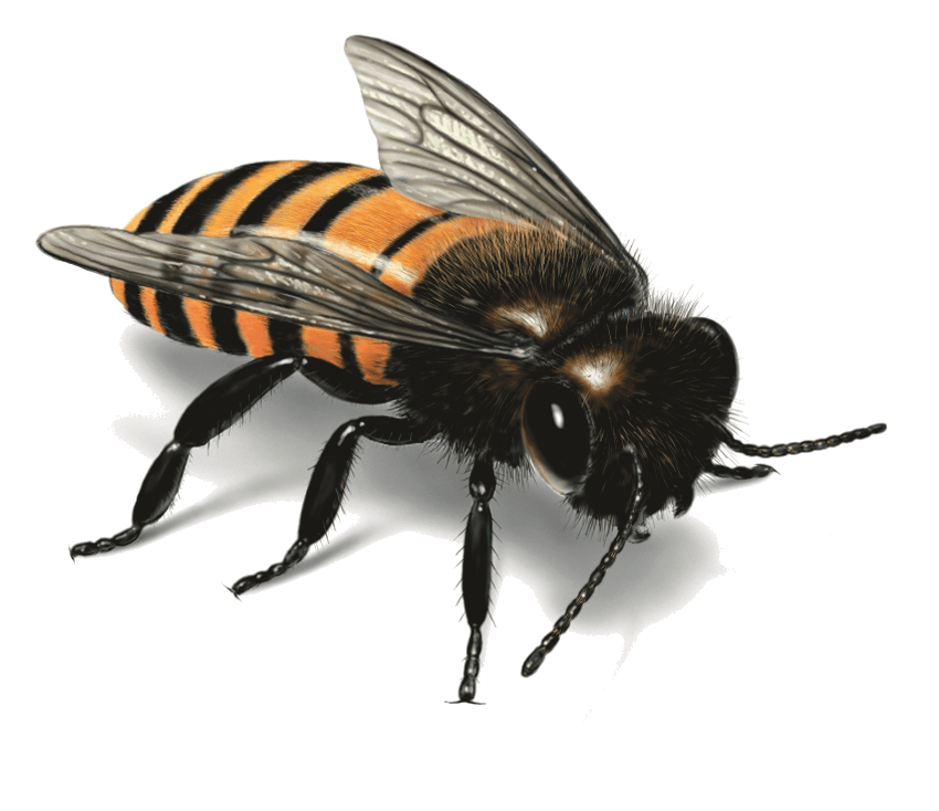 Bee Png Image PNG Image