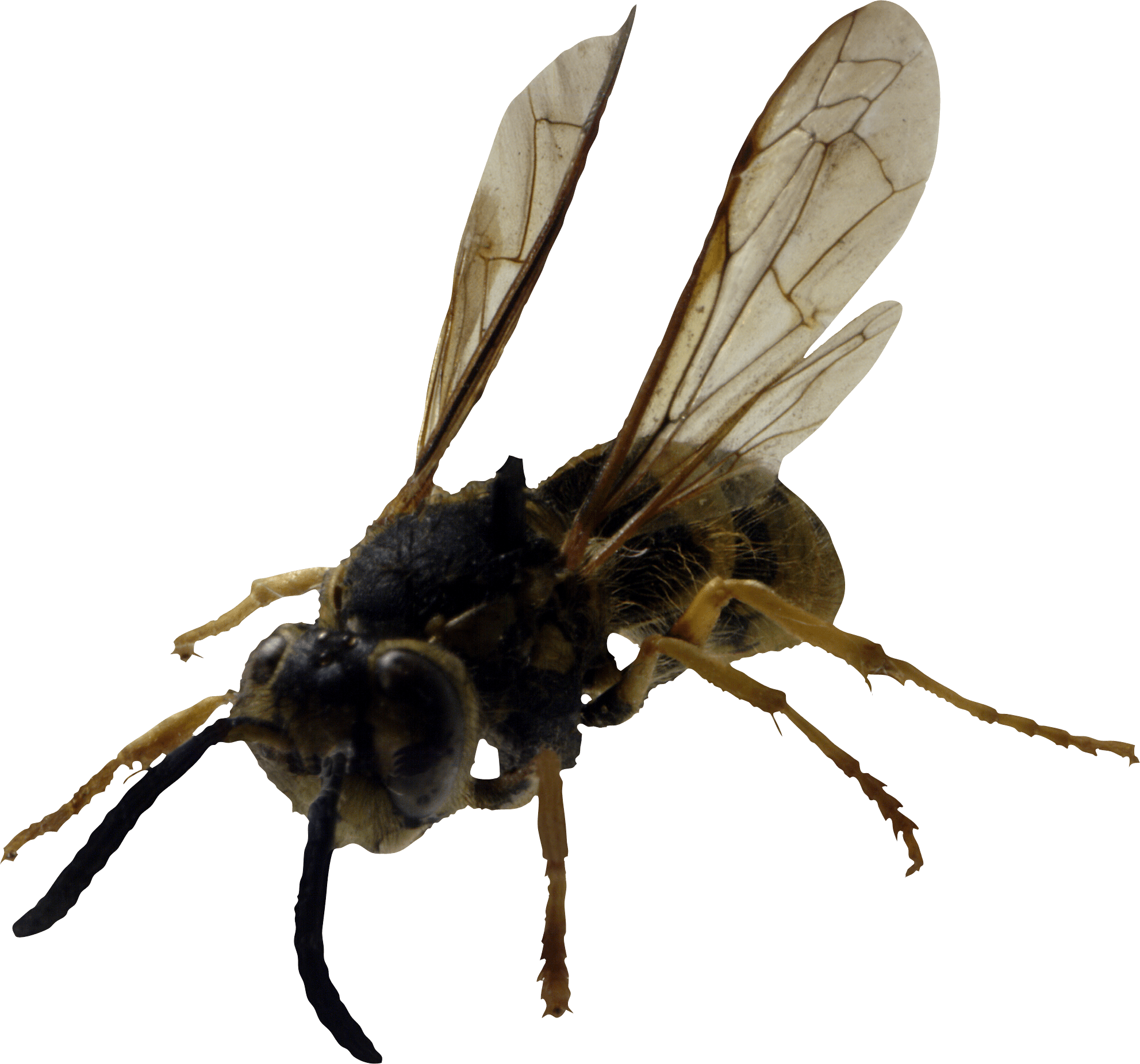 Bee Png Image PNG Image