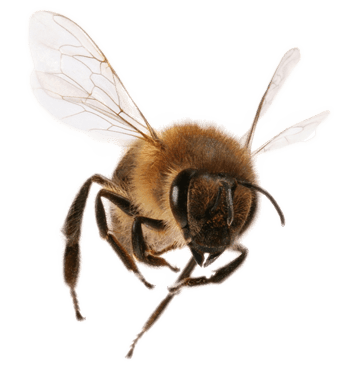 Bee Png Image PNG Image