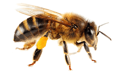 Bee Png Image PNG Image