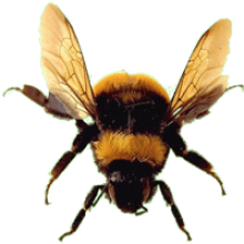 Bee Png Image PNG Image