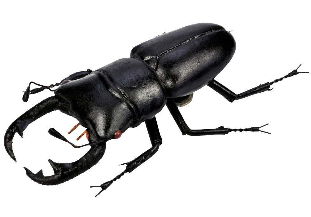 Beetle Png Pic PNG Image