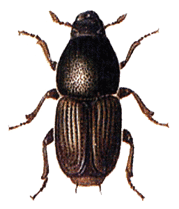 Beetle Transparent PNG Image