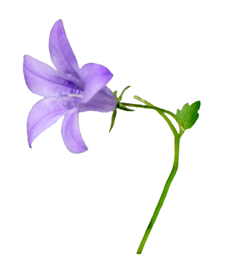 Bellflower Png Image PNG Image