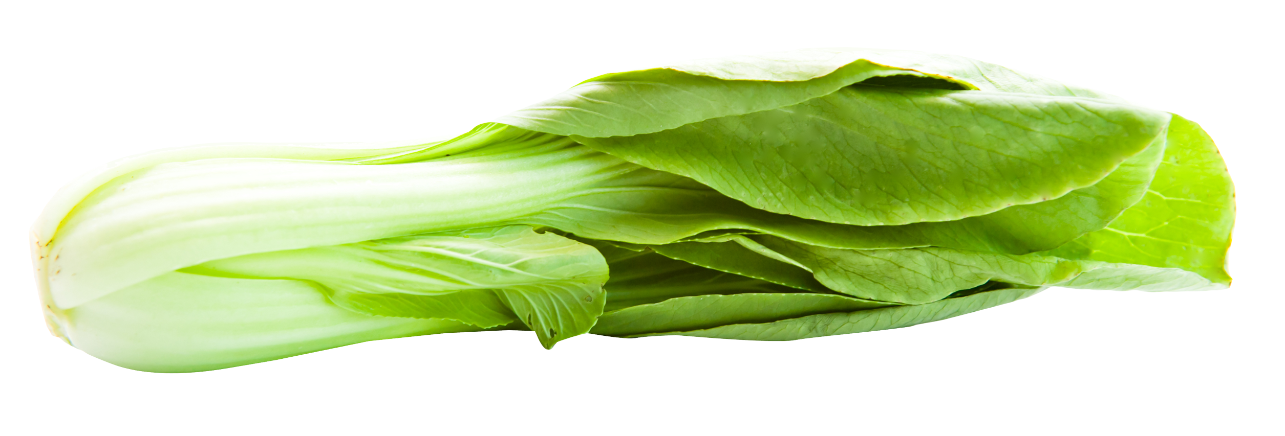 Bok Choy Transparent Background PNG Image