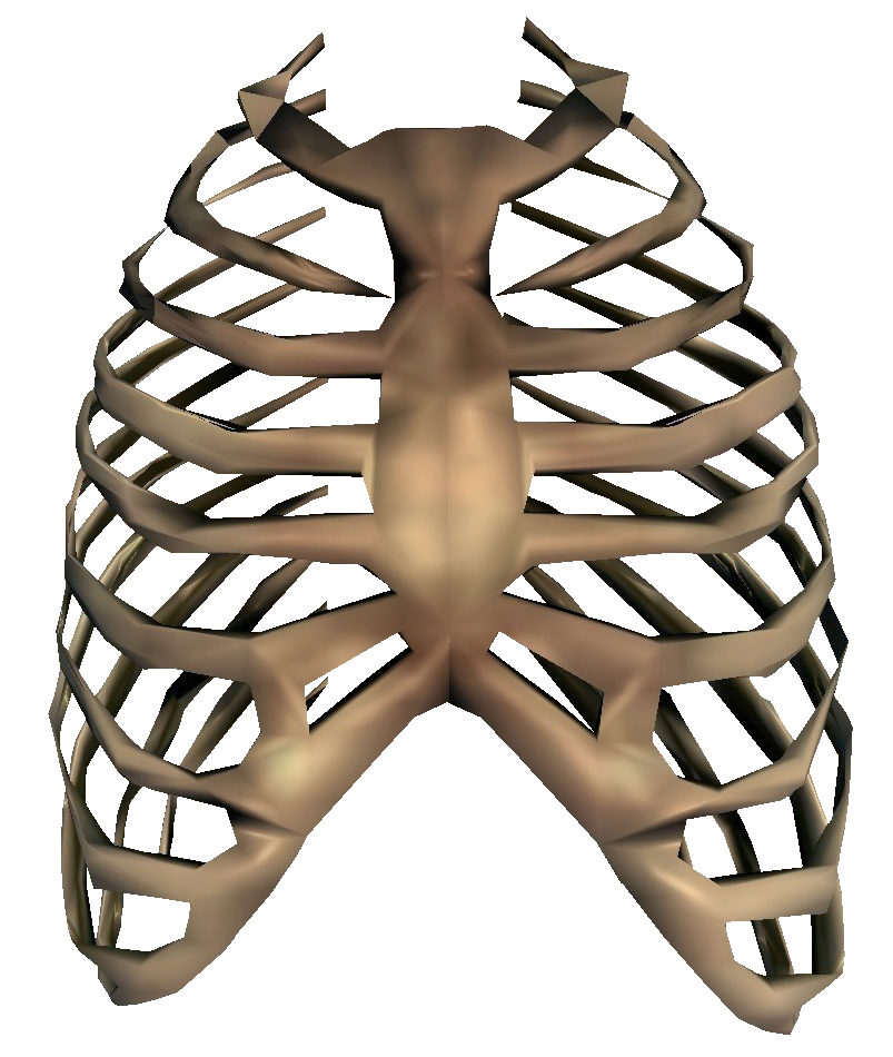 Bones Transparent Image PNG Image