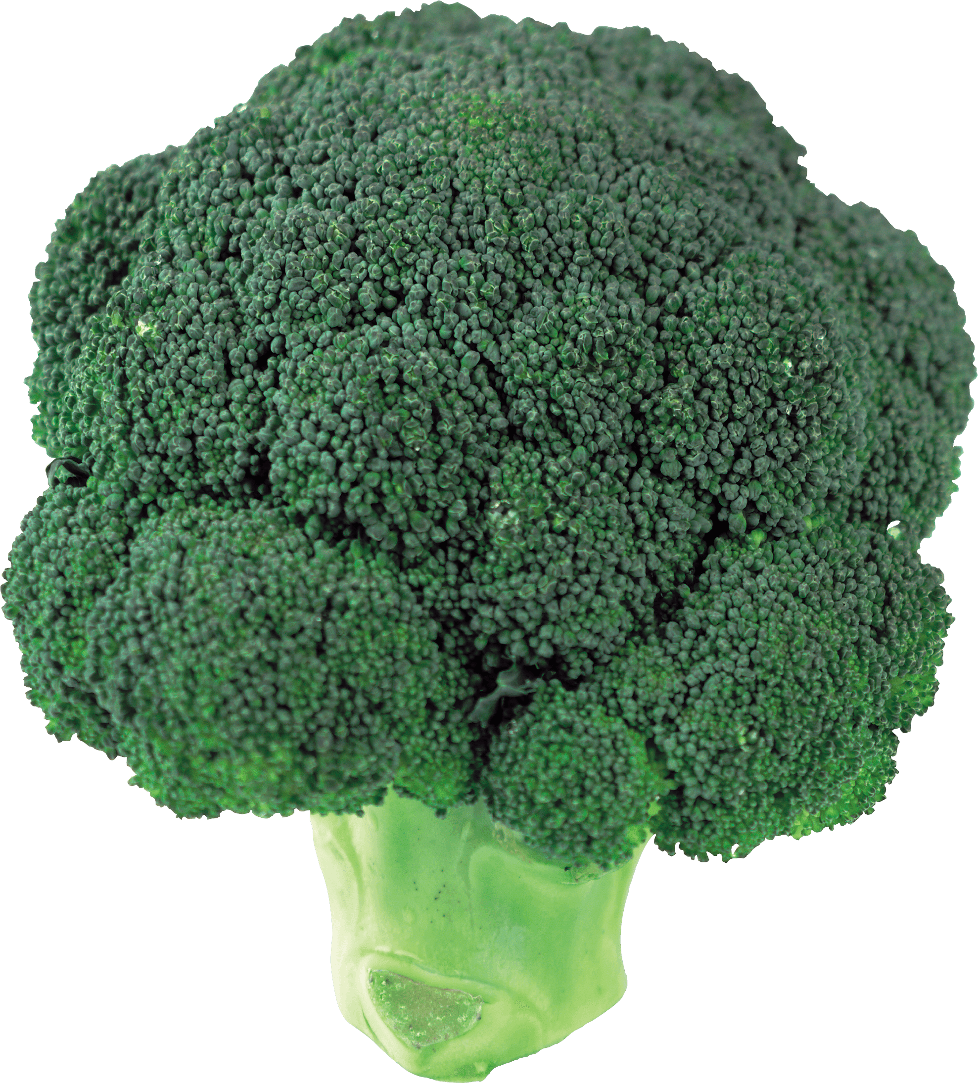 Broccoli Png Image PNG Image