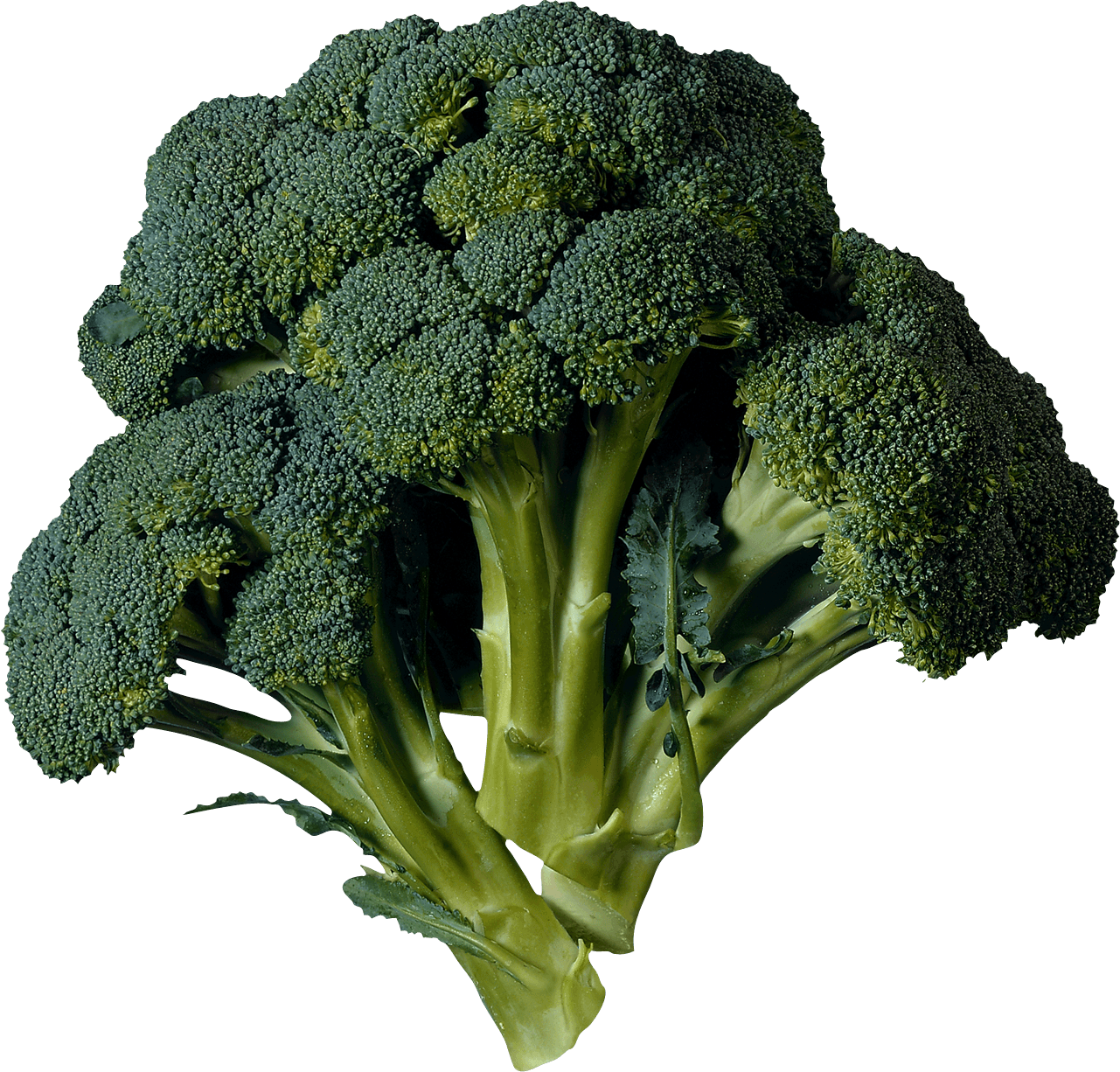 Broccoli Png Image PNG Image