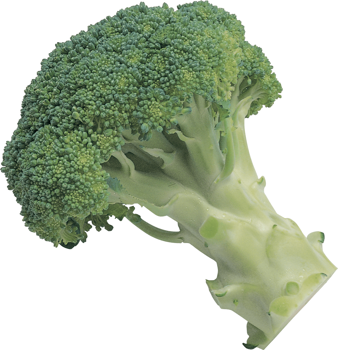 Broccoli Png Image PNG Image